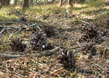 Rekordowo sucha wiosna na Dolnym Śląsku