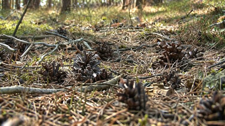 Grafika ilustracyjna, prawywroclaw.pl