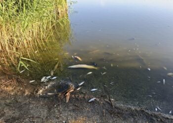 Setki kilogramów śniętych ryb w Jeziorze Koskowickim. Problem wraca mimo lat analiz i zapowiedzi